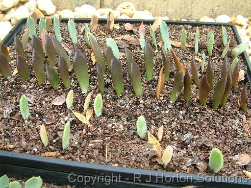 Propagating succulents 